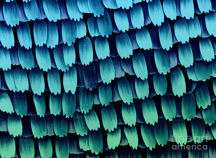 Butterfly Photograph - Butterfly Wing Scales SEM by Biophoto Associates