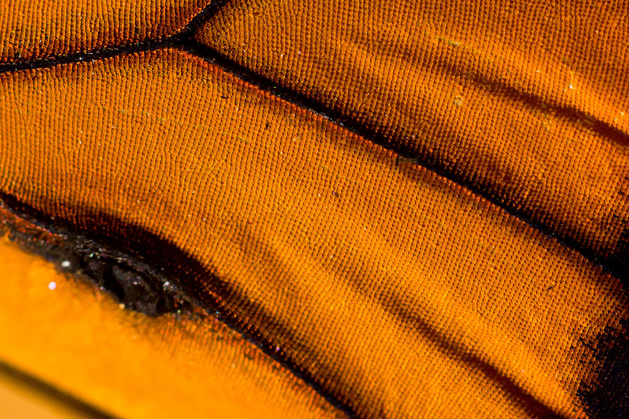 Butterfly Texture