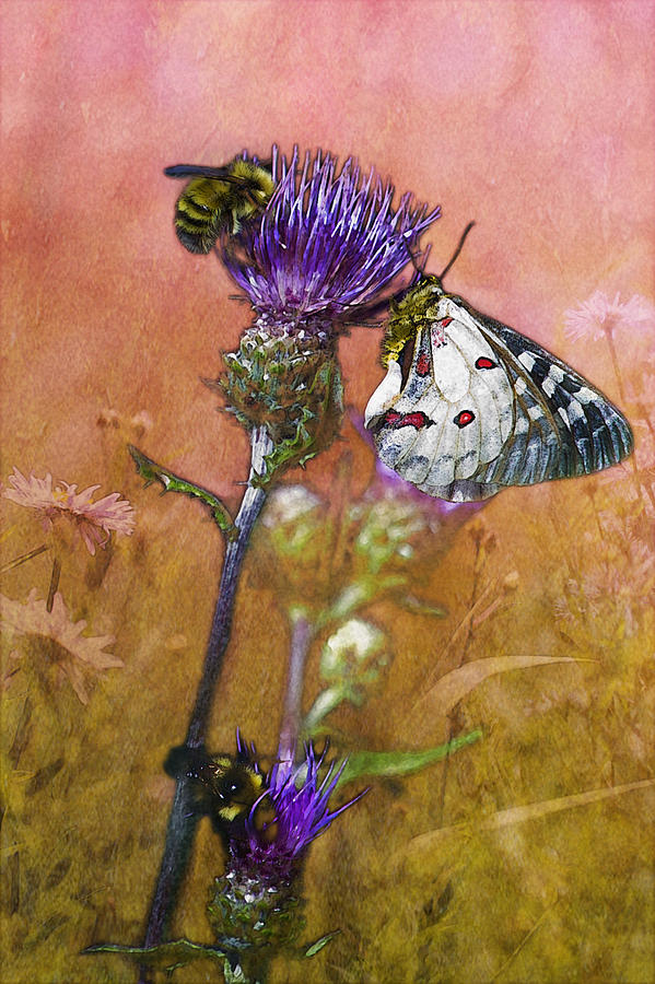 Butterfly Winged Rhapsody in Bee Minor Photograph by Belinda Greb