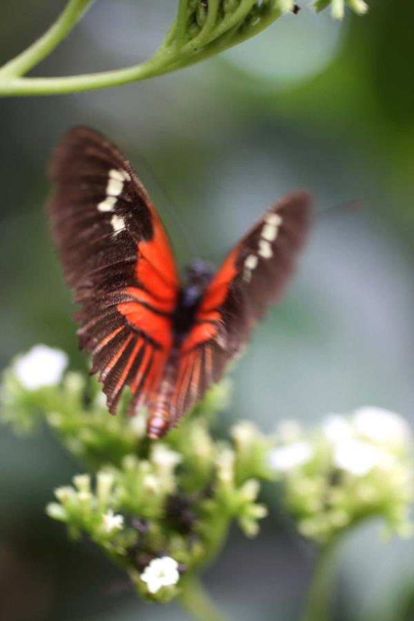 Butterfly Wings Photograph by AR Annahita