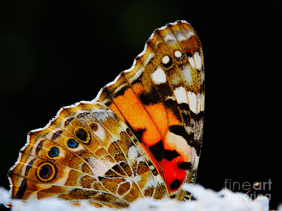 Butterfly wings Photograph by Nick  Biemans