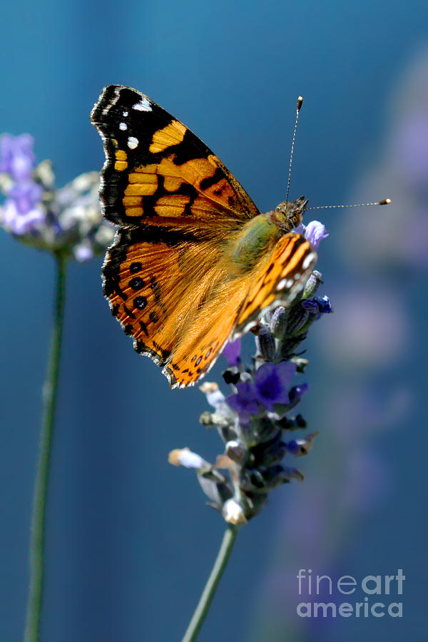 Butterfly Wings Photograph by Wernher Krutein