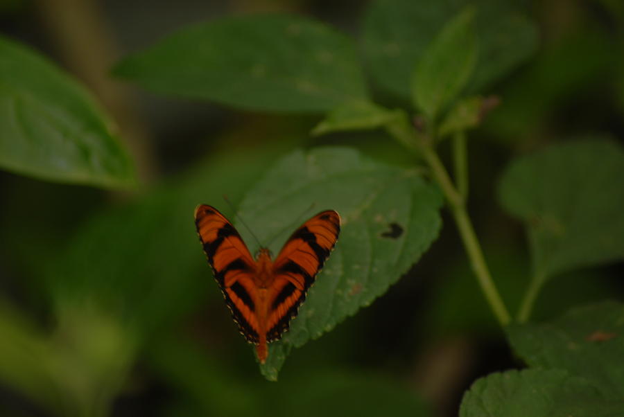 Butterfly with a heart Photograph by Cheryl Kostanesky