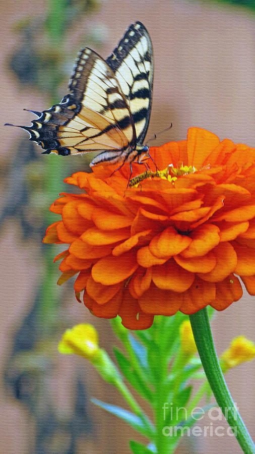 Butterfly With Colorful Zinnia Photograph by Kay Novy