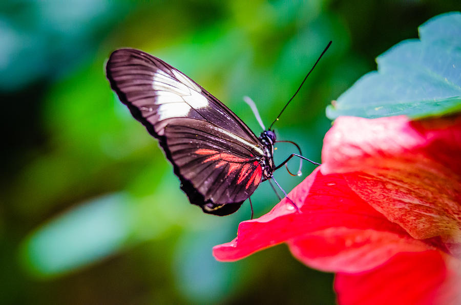Butterfly with Drop of Nectar Photograph by Harry Strharsky