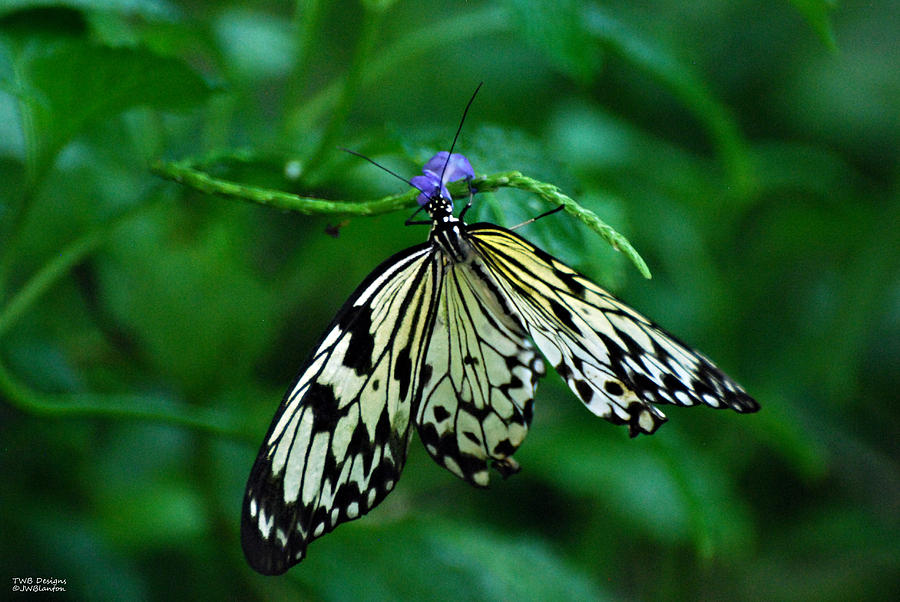 Butterfly with Flower Photograph by Teresa Blanton