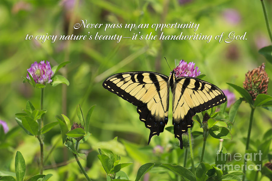 Butterfly with Quote Photograph by Jill Lang