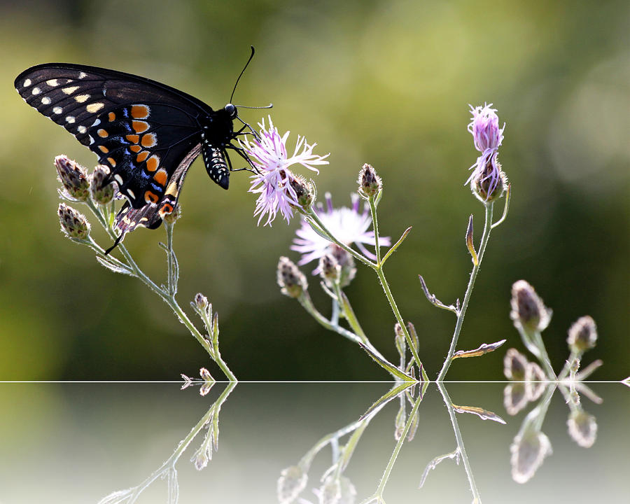 Butterfly with Reflection Photograph by Eleanor Abramson