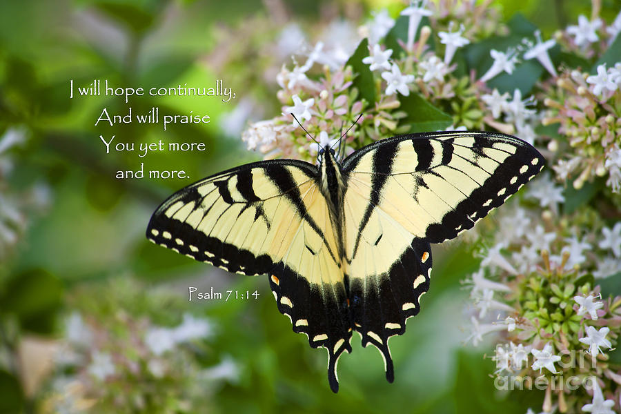 Butterfly with Scripture Photograph by Jill Lang