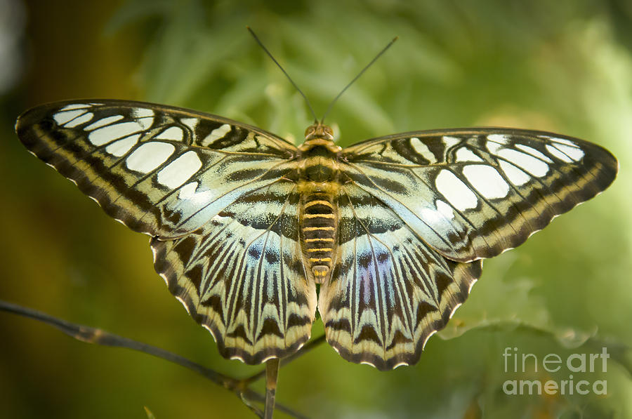 Butterfly With Spread Wings  Photograph by Ronen Rosenblatt