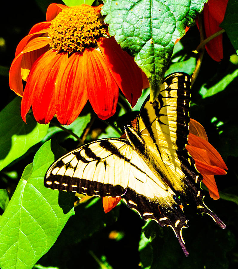 Butterfly With Sunflower Photograph by Gerald Kloss