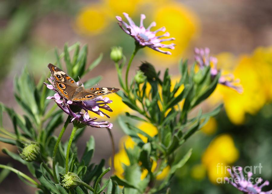 Butterfly World Photograph by Carol Groenen