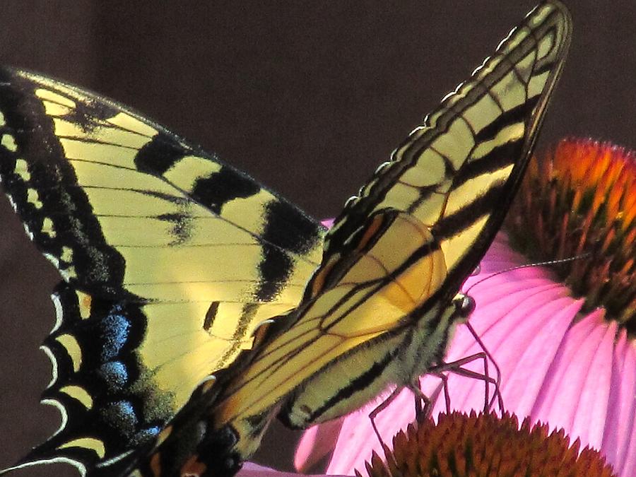 Butterfly World Photograph by Loretta Pokorny