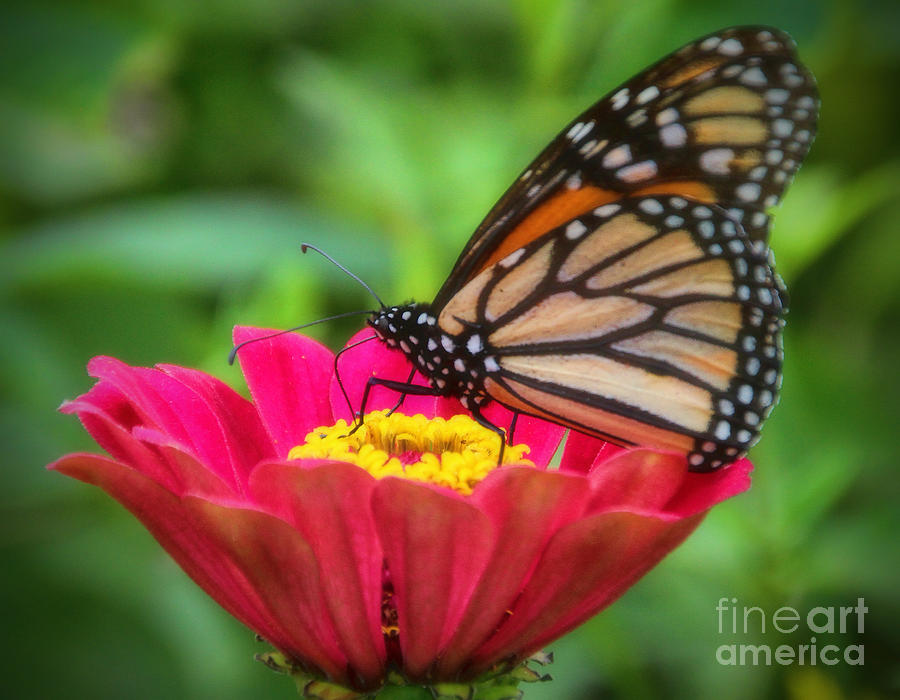 Butterfly Zinnias Photograph by Elizabeth Winter