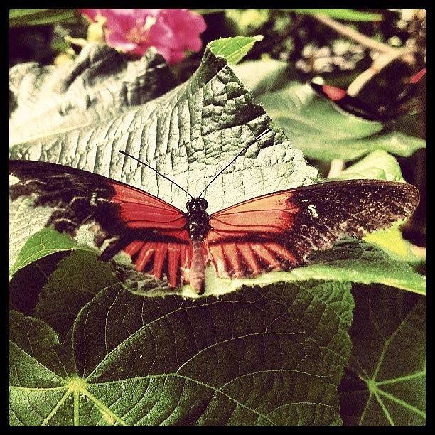 Butterfly Photograph - #butterfly #zoo #pretty #summer by Brittany Brakefield