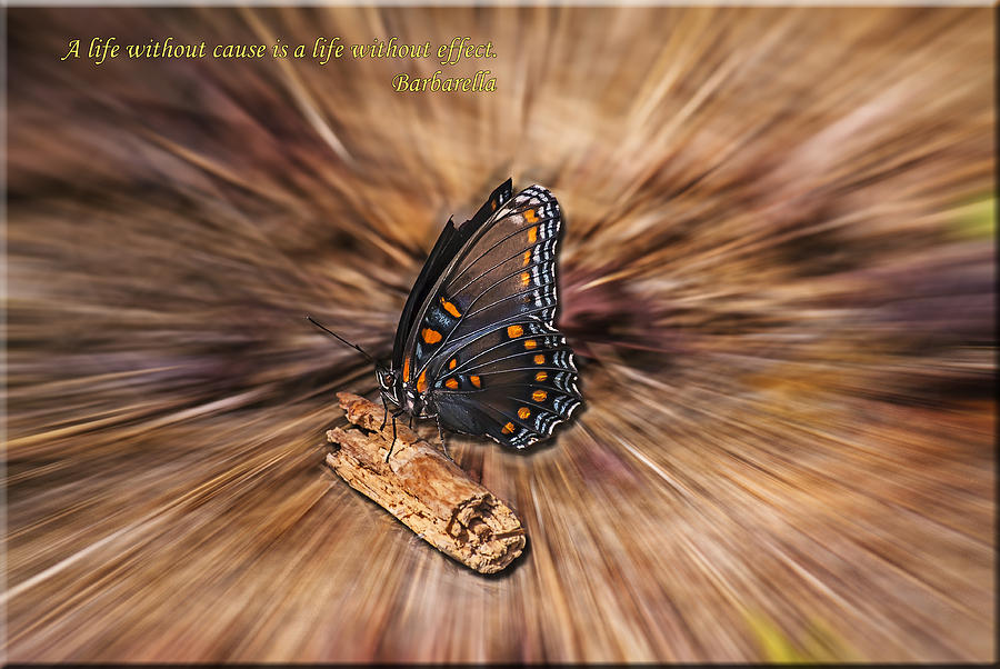 Butterfly Zoom Photograph by Michael Whitaker | Fine Art America