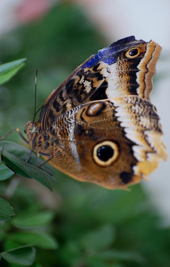 Butterfly5c Photograph