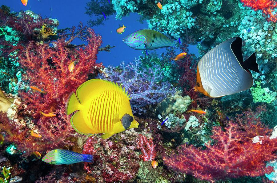 Butterflyfish And Wrasse On A Reef Photograph by Georgette Douwma
