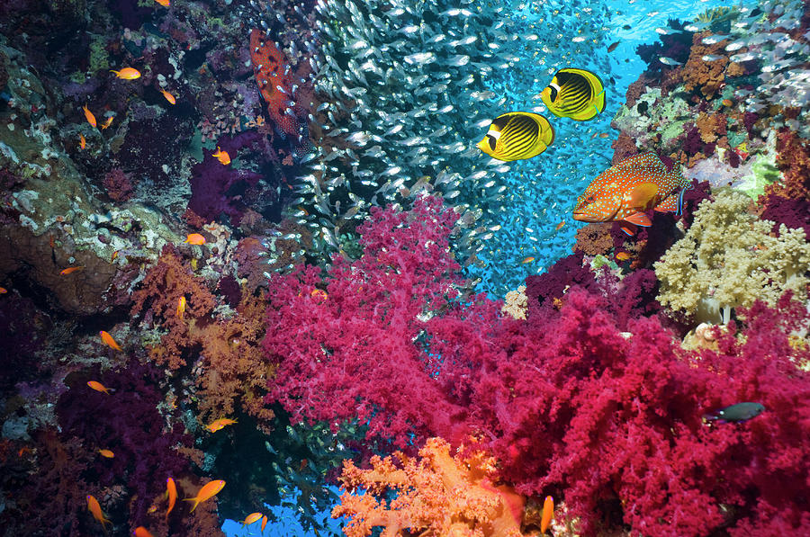 Butterflyfish In Coral Reef Scenery Photograph by Georgette Douwma