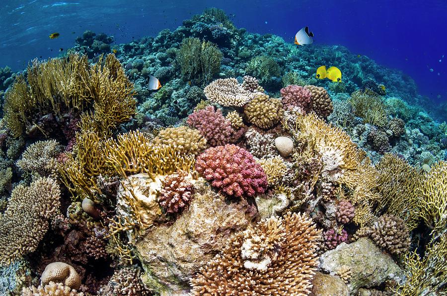 Butterflyfish On A Reef Photograph by Georgette Douwma - Fine Art America