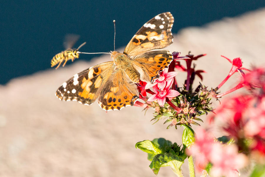 Flower Photograph - Butterflys Friend by John Ferrante