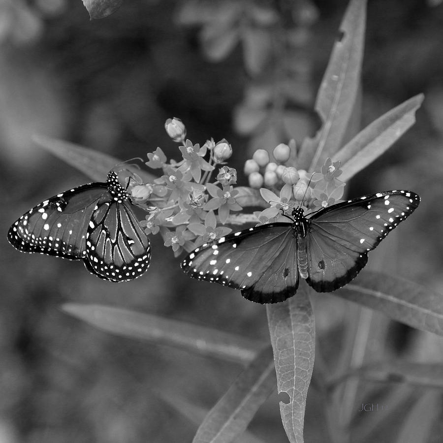 Butterflys Photograph by Joseph G Holland
