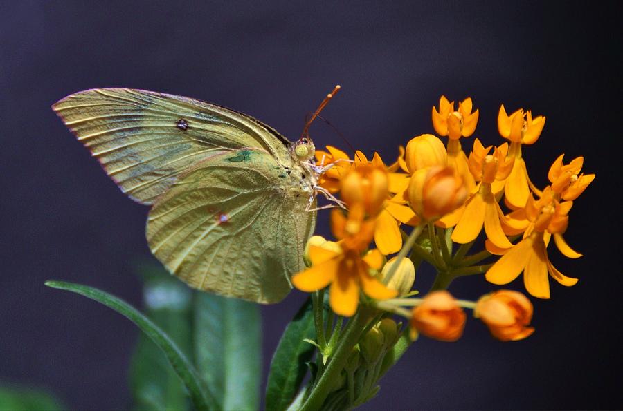 Butterfy on Flower Photograph by Savannah Gibbs