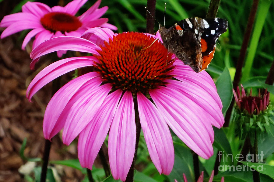 Butterfly Photograph - Butterly on Flower by Claudette Bujold-Poirier