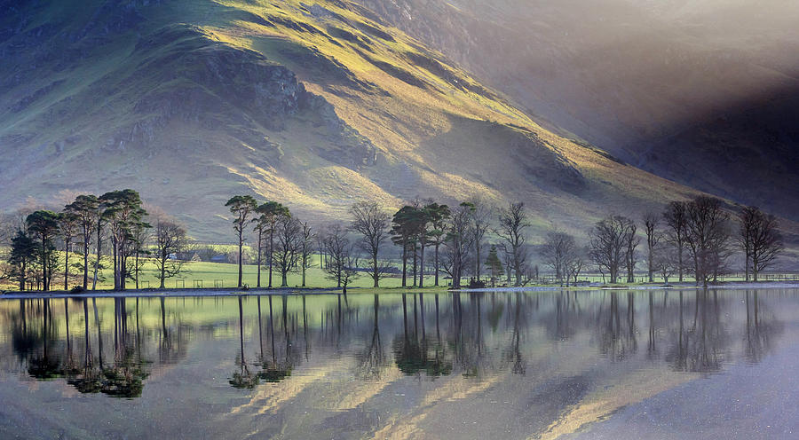 Buttermere Pines Photograph by John Lever Photography.
