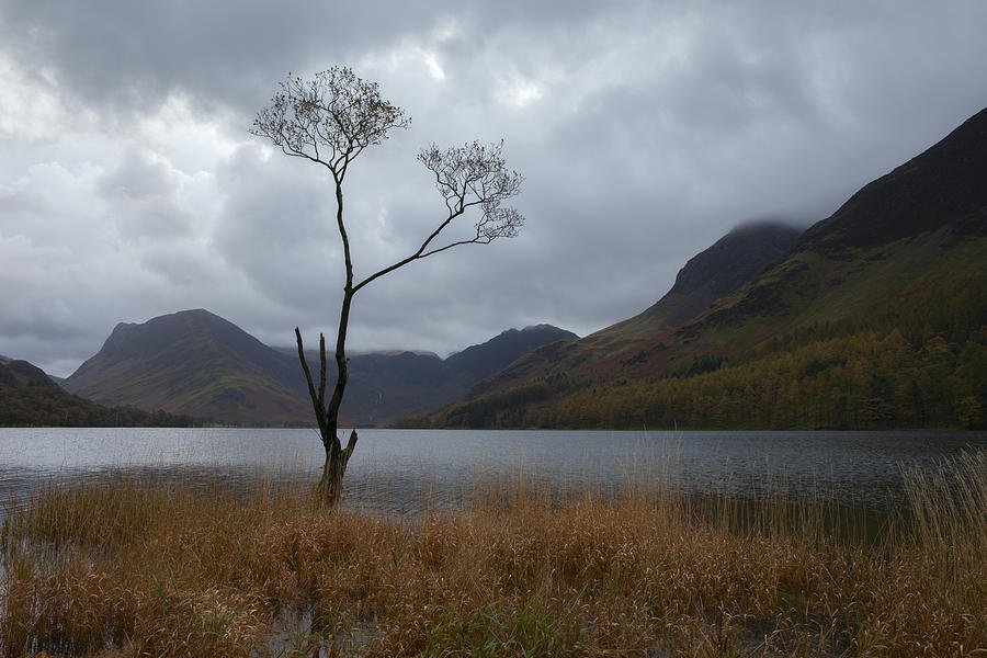 Buttermere Tree Photograph by Nick Atkin