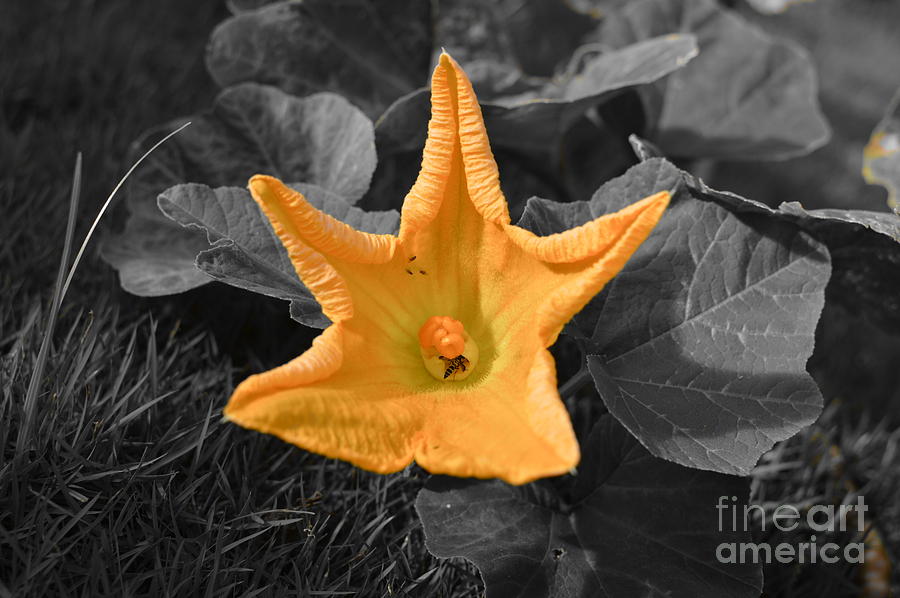Butternut Squash Flower Photograph by Laura Forde