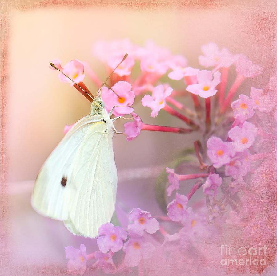 Butterfly Photograph - Butterrfly Joy by Betty LaRue