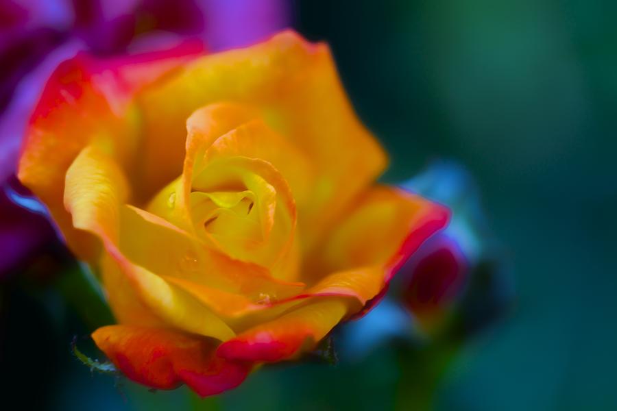 Butterscotch Rose Photograph by Jade Moon 