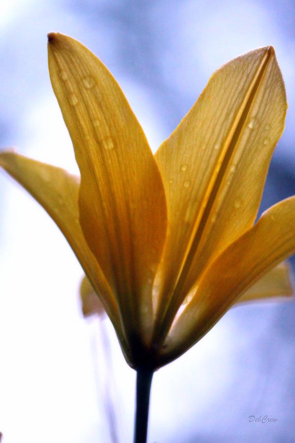 Buttersoft Droplets Photograph by Deborah  Crew-Johnson