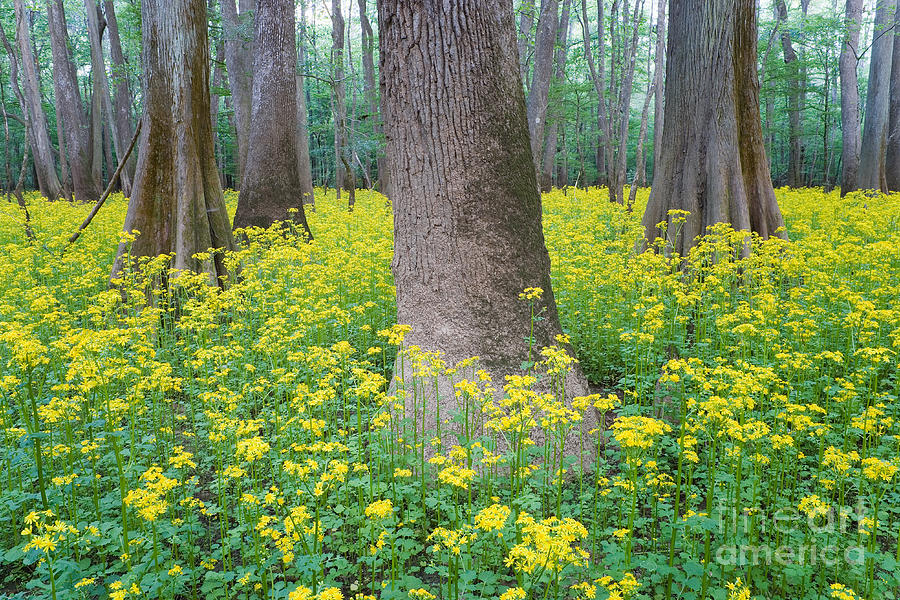 Butterweed Blooming In Congaree Photograph by Jeff Lepore