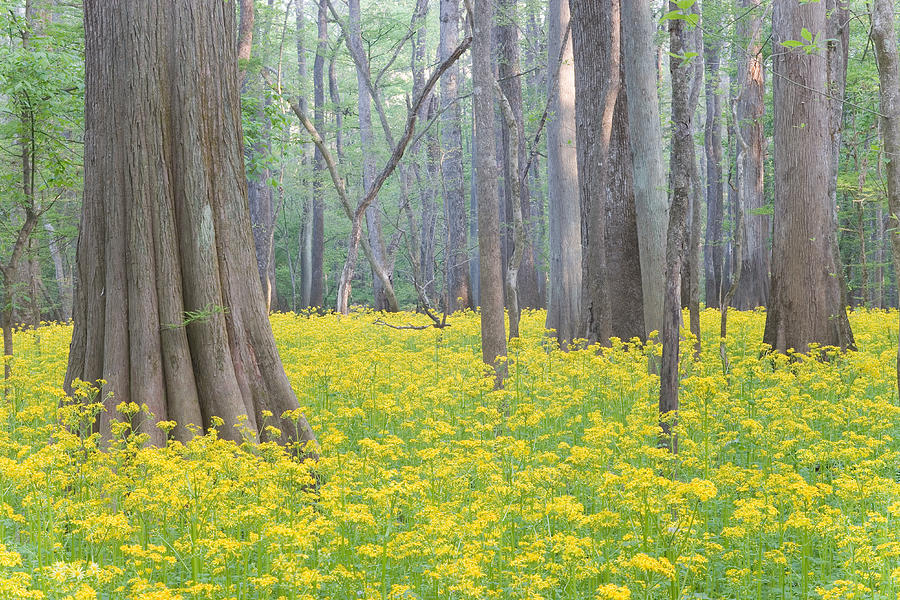 Butterweed Blooming In Congaree Photograph by Jeffrey Lepore