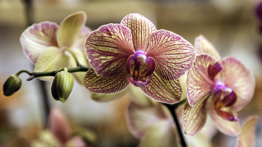 Buttery Yellow and Magenta Orchids by Lynn Palmer Buttery Yellow and Magenta Orchids by Lynn Palmer
