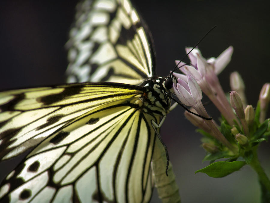 Butteryfly Photograph by John Swartz