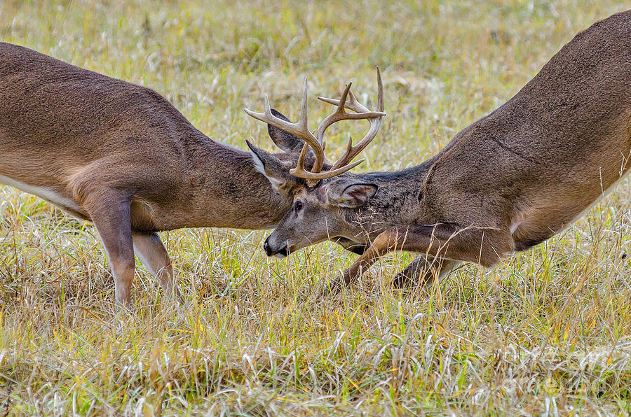 Deer Photograph - The Battle by Anthony Heflin