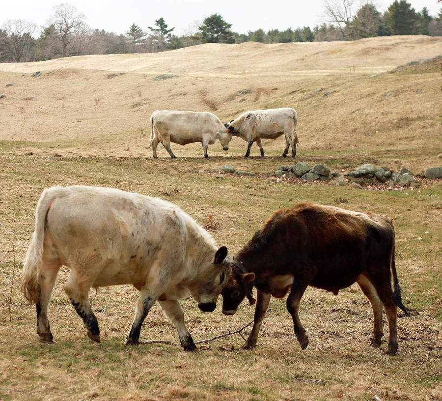 Cow Photograph - Butting Heads by K Hines