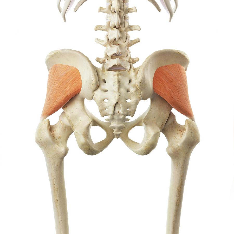 Buttock Muscle Photograph by Sciepro - Fine Art America