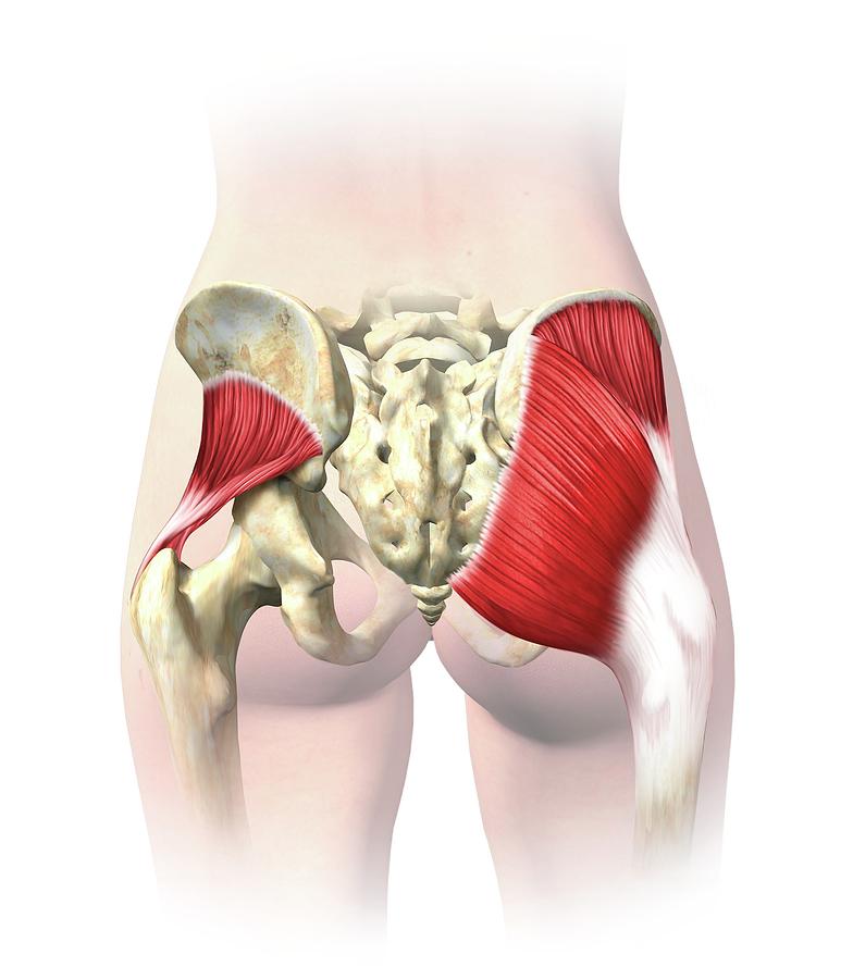 Buttock Muscles Photograph by Henning Dalhoff