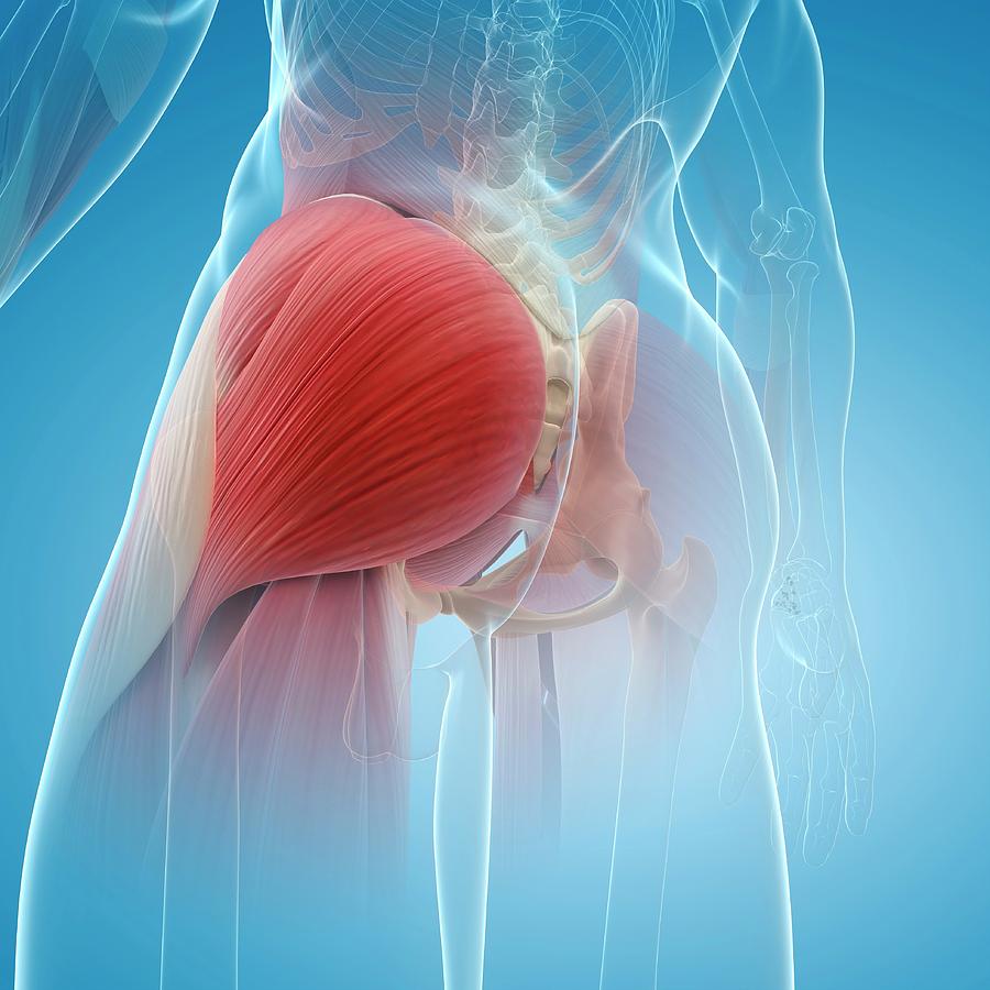 Buttock Muscles Photograph By Scieproscience Photo Library 