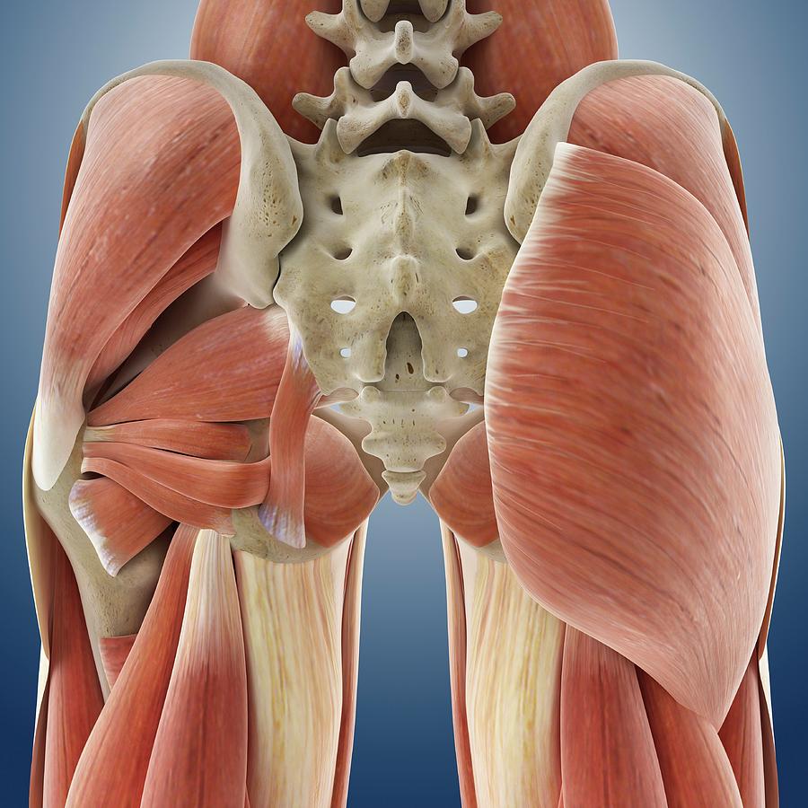Buttock Muscles Photograph by Springer Medizin