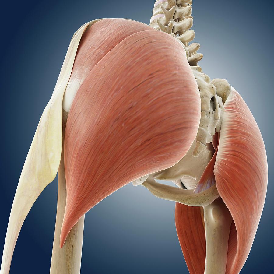 Buttock Muscles Photograph By Springer Medizinscience Photo Library Pixels 3005