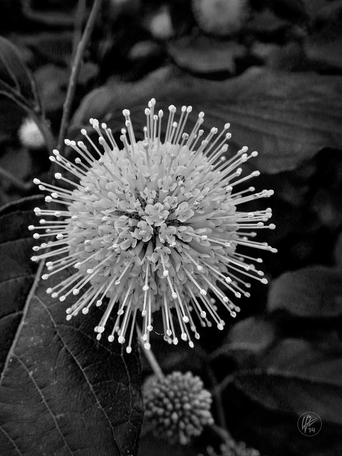 Button bush 001  Photograph by Lance Vaughn