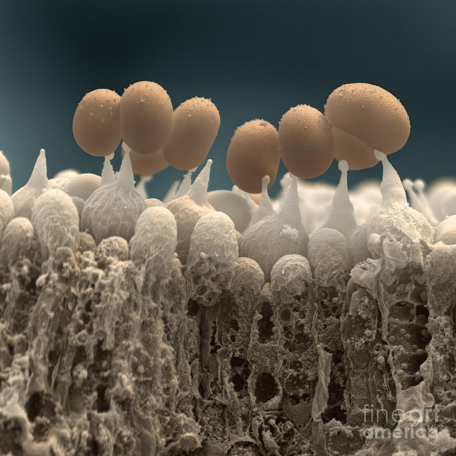 Mushroom Photograph - Button Mushroom Spores by Eye of Science
