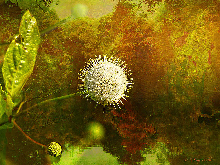 Buttonbush Digital Art by J Larry Walker