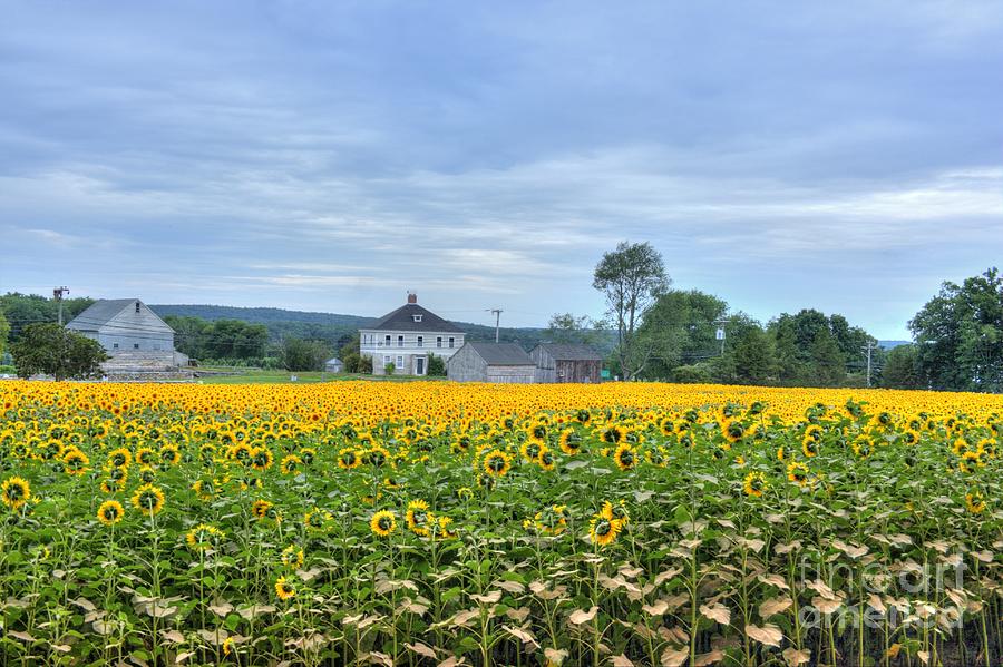 Sunflower Photograph - Buttonwood Sunflower Farm by Marcel  J Goetz  Sr