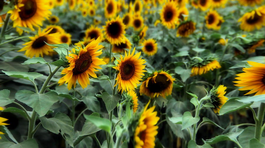 Buttonwood Sunflowers Photograph by Andrea Galiffi